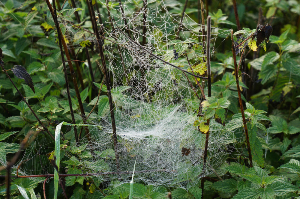 Spinnennetz 2