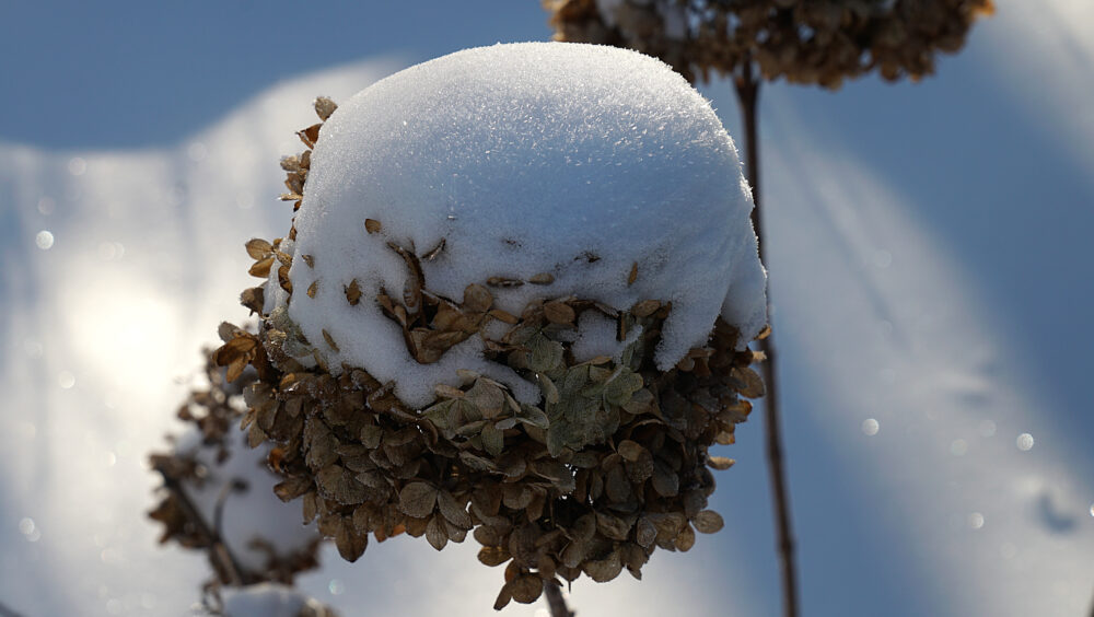 Schneehaube auf welker Blüte