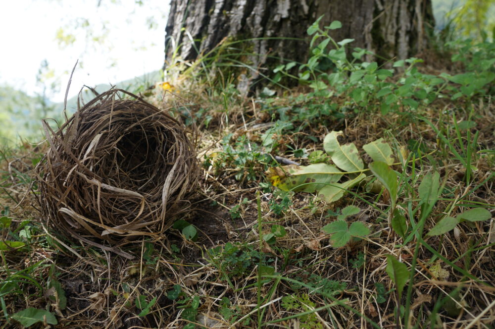 Vogelnest auf dem Boden