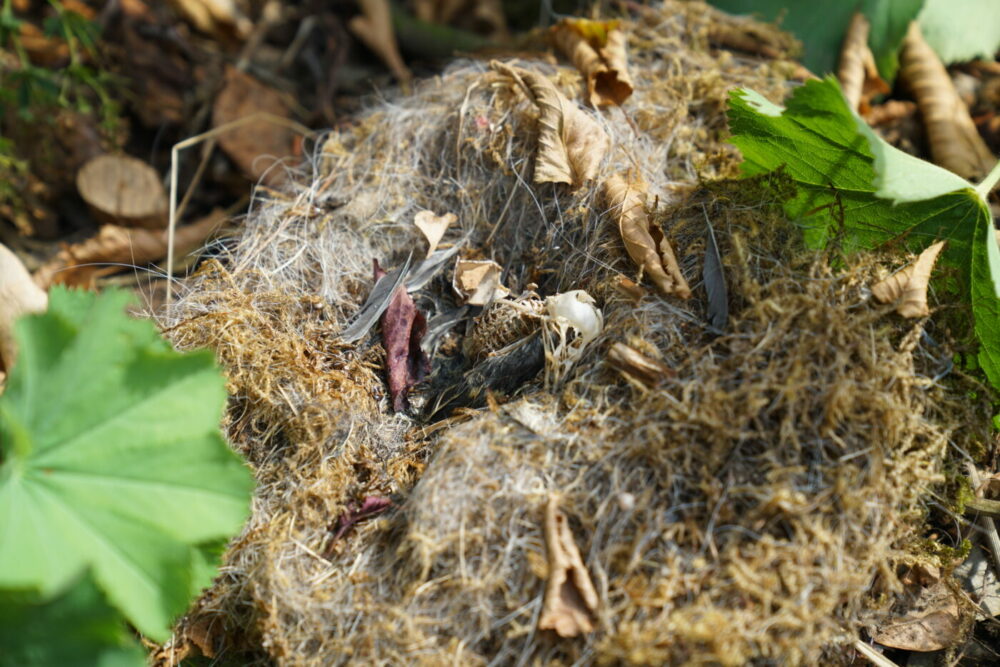 Vogelsskelett im Nest