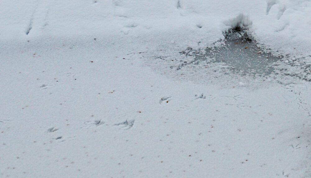 Eisfläche mit Vogelspuren