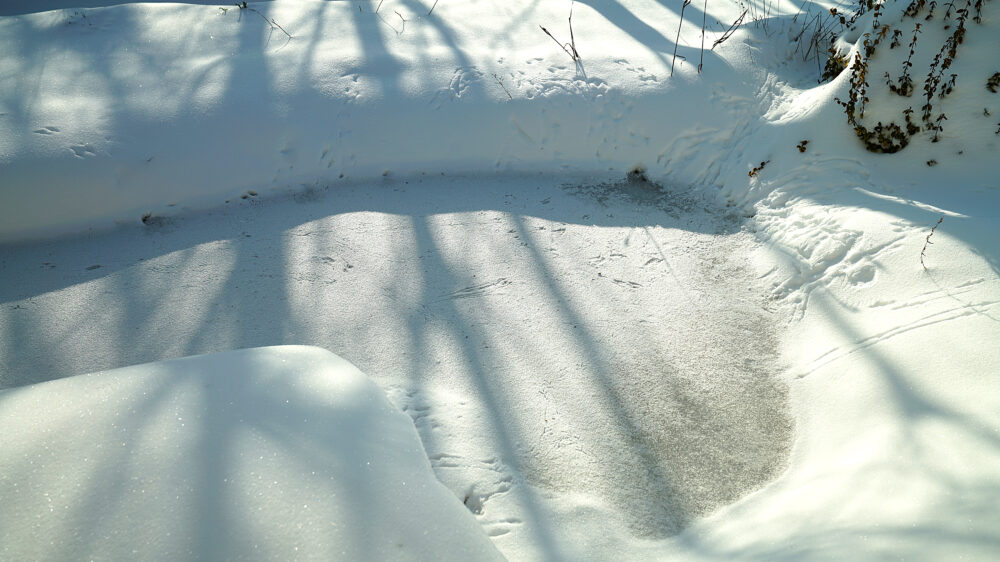 Vogelspuren am Teich