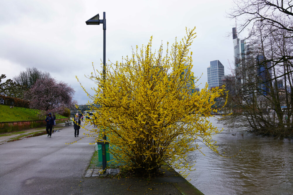 Frankfurt am Main Frühling 1