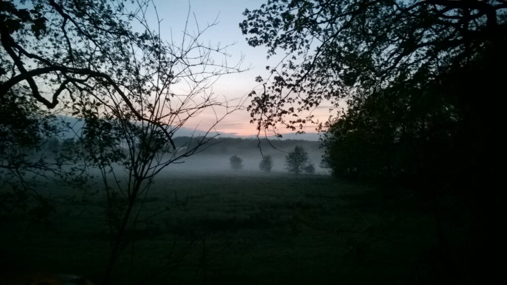 Nebel über der Wiese