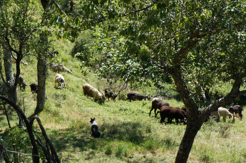 Toscana, Ziegenherde